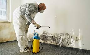 Why You Should Choose Our Mold Remediation Services in Clarendon, TX